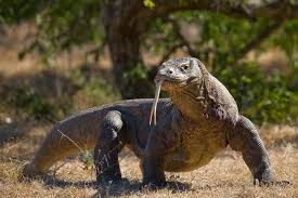 Komodo Dragon di Habitat Asli